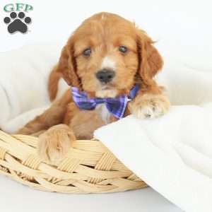 Pepper, Irish Doodle Puppy