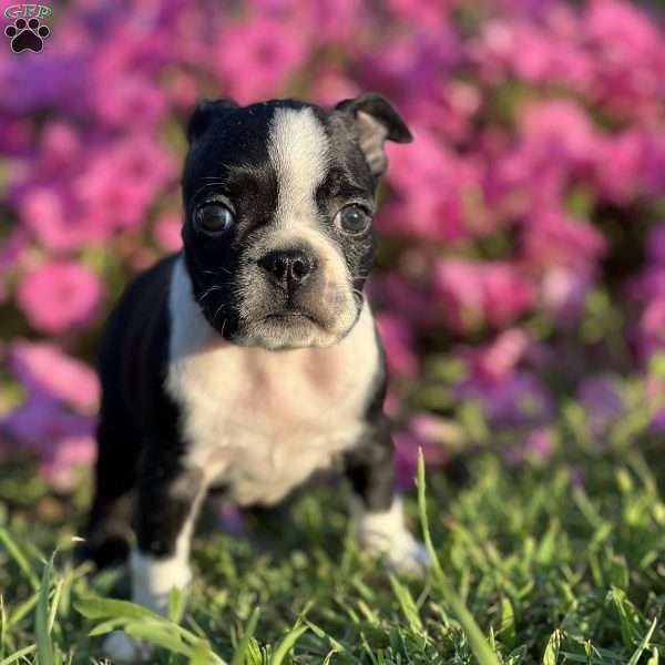 Ralph, Boston Terrier Puppy