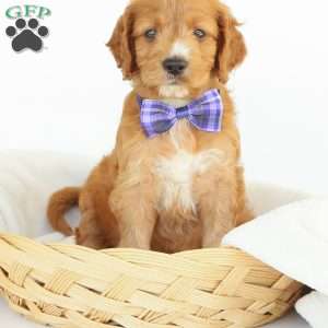 Pepper, Irish Doodle Puppy
