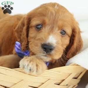 Pepper, Irish Doodle Puppy