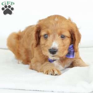 Pepper, Irish Doodle Puppy