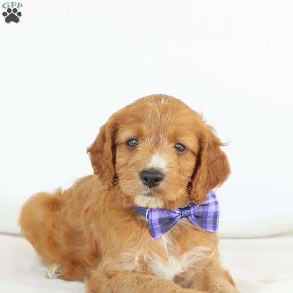 Pepper, Irish Doodle Puppy