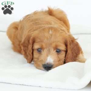 Pepper, Irish Doodle Puppy