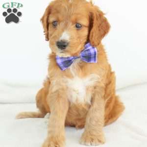 Pepper, Irish Doodle Puppy