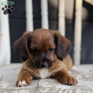 Marshal, Yorkie Poo Puppy