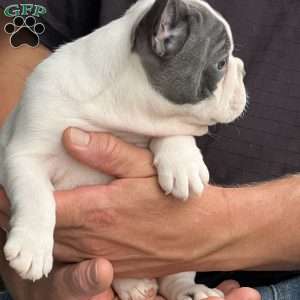 Lando, French Bulldog Puppy