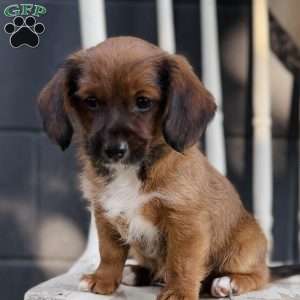 Marshal, Yorkie Poo Puppy