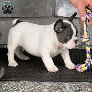 Lando, French Bulldog Puppy