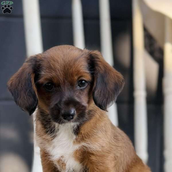 Marshal, Yorkie Poo Puppy