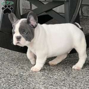 Lando, French Bulldog Puppy