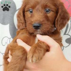 Jasper, Irish Doodle Puppy
