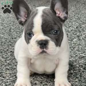 Lando, French Bulldog Puppy