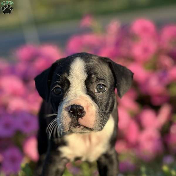 Randy, Boston Terrier Puppy