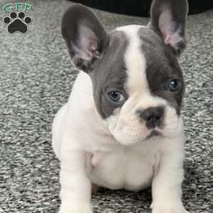 Lando, French Bulldog Puppy