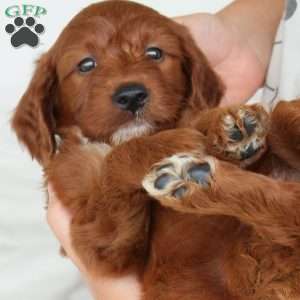 Jasper, Irish Doodle Puppy