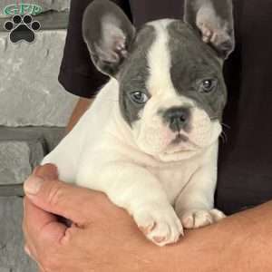 Lando, French Bulldog Puppy