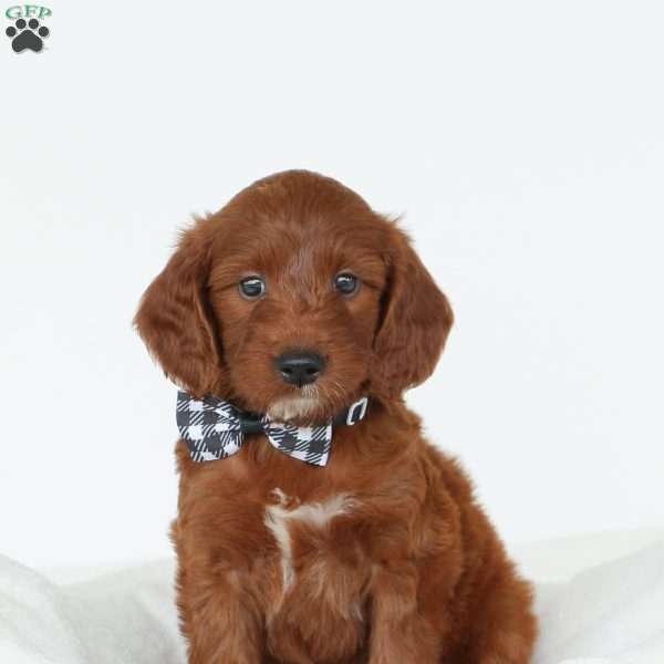 Jasper, Irish Doodle Puppy