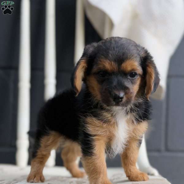 Sky, Yorkie Poo Puppy