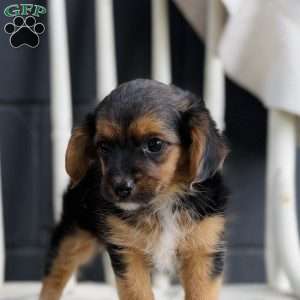 Sky, Yorkie Poo Puppy