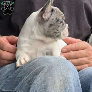Leni, French Bulldog Puppy