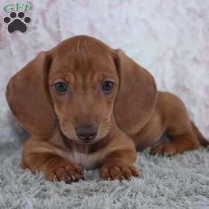 Alice, Dachshund Puppy