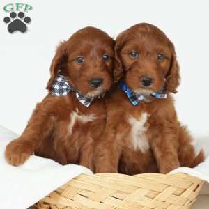 Jasper, Irish Doodle Puppy