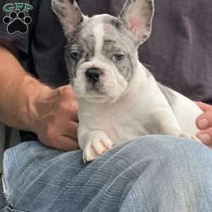 Leni, French Bulldog Puppy