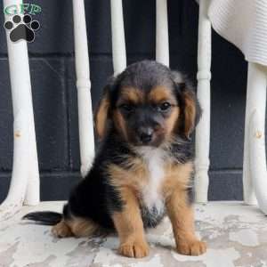 Sky, Yorkie Poo Puppy