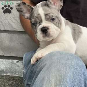 Leni, French Bulldog Puppy