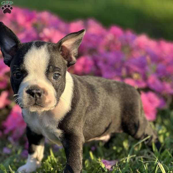 Reuben, Boston Terrier Puppy