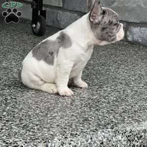 Leni, French Bulldog Puppy