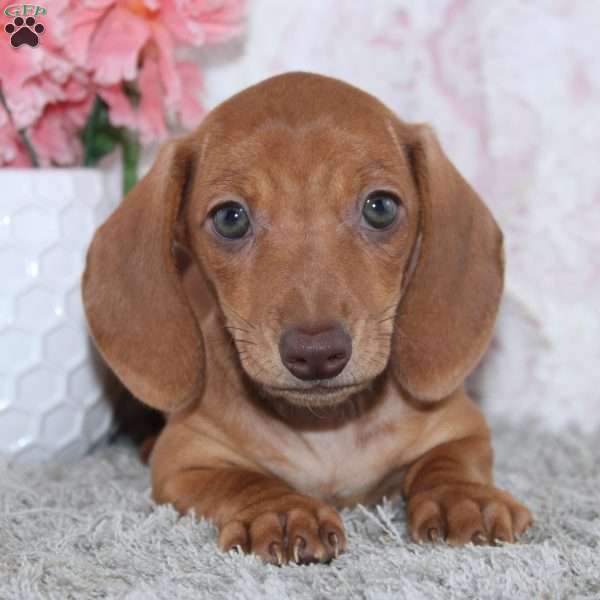 Alice, Dachshund Puppy