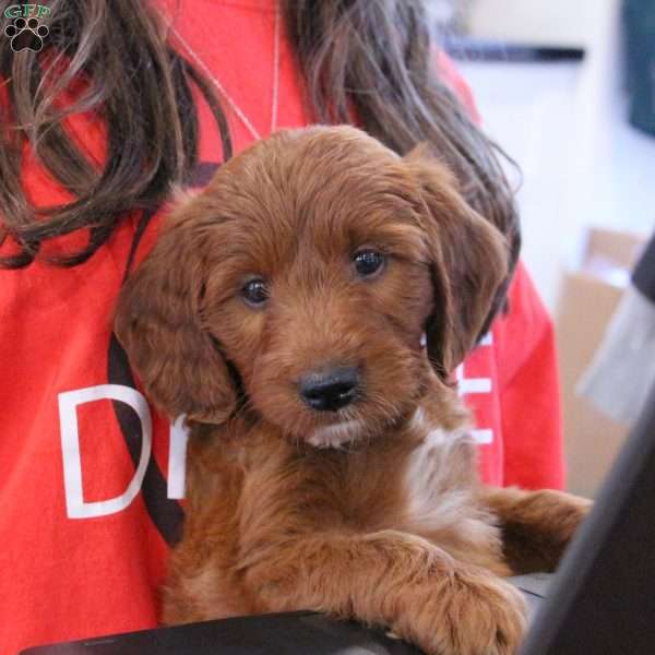 Jasper, Irish Doodle Puppy