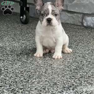 Leni, French Bulldog Puppy