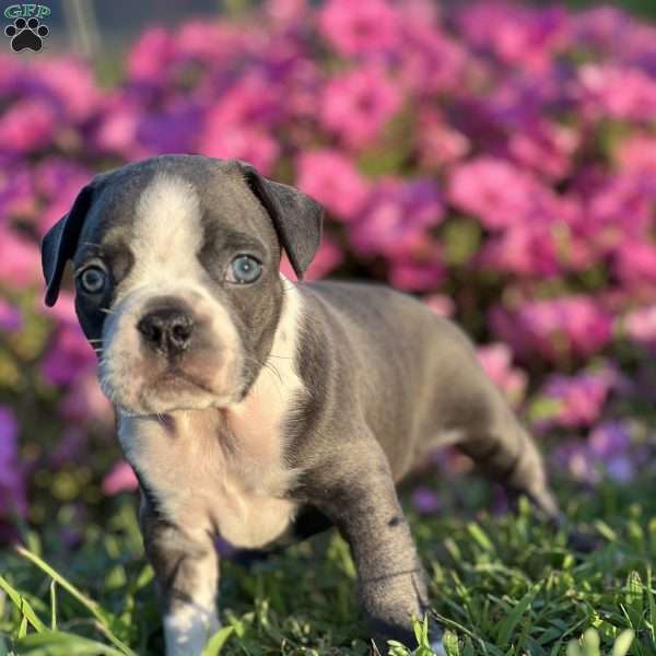 Raymond, Boston Terrier Puppy