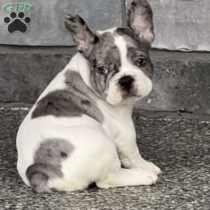Leni, French Bulldog Puppy