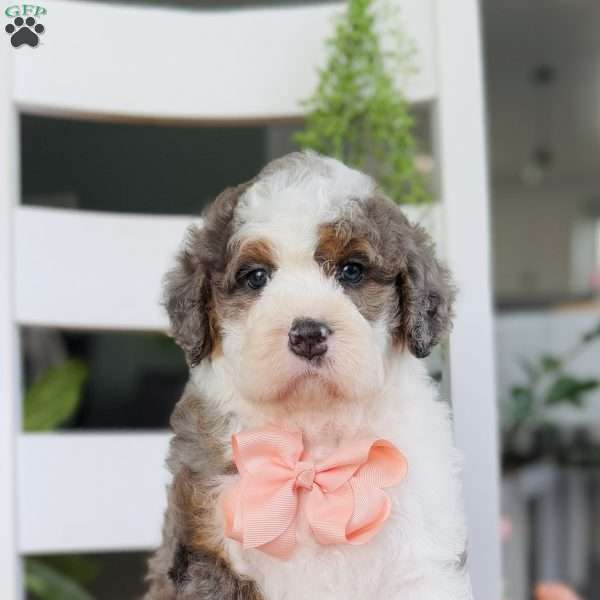 Cinderella, Bernedoodle Puppy