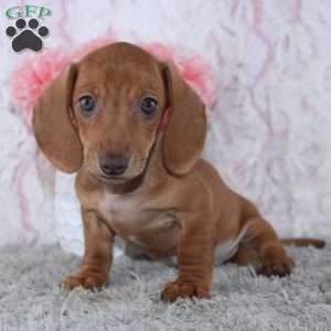 Alice, Dachshund Puppy