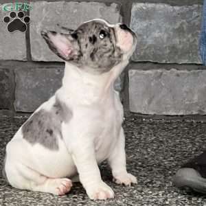 Leni, French Bulldog Puppy
