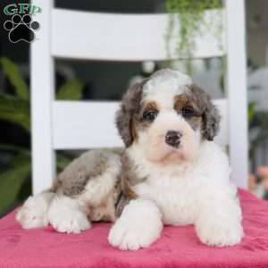 Cinderella, Bernedoodle Puppy