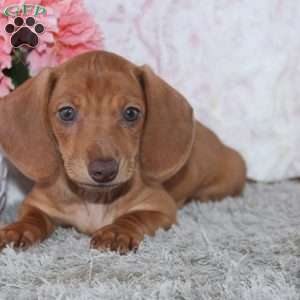 Alice, Dachshund Puppy