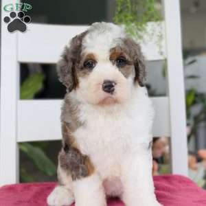 Cinderella, Bernedoodle Puppy