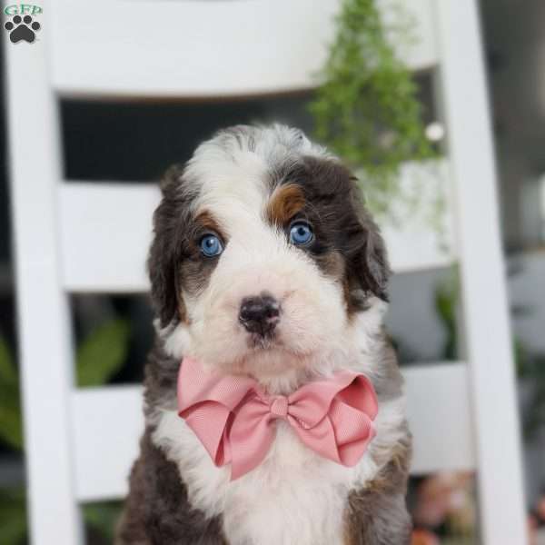 Cassie, Bernedoodle Puppy