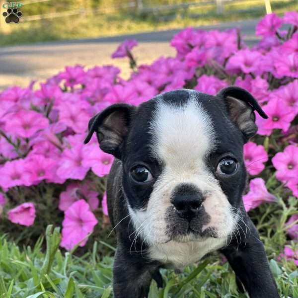 Roy, Boston Terrier Puppy
