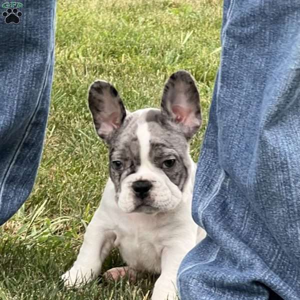 Leni, French Bulldog Puppy