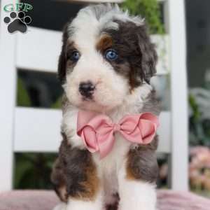 Cassie, Bernedoodle Puppy