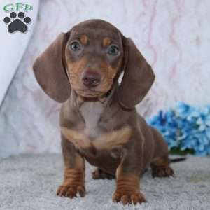 Archer, Dachshund Puppy