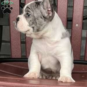 Leni, French Bulldog Puppy