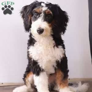 Louie, Mini Bernedoodle Puppy