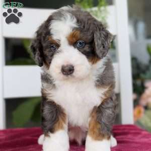 Charlie, Bernedoodle Puppy